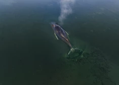 Pie Vācijas piekrastes izšķiras milzu vaļa Timmija liktenis. Speciālisti izsakās, kas ar viņu notiks