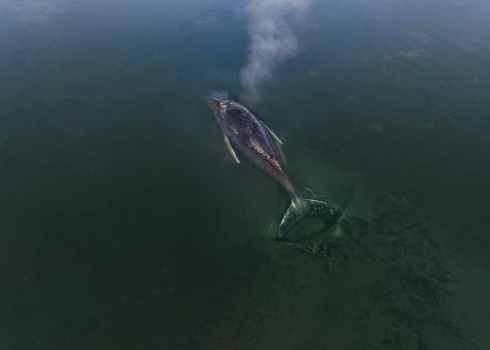 Valis Timmijs pie Vācijas piekrastes