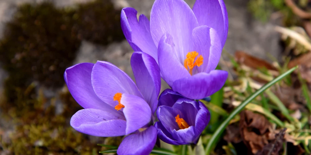 Ceturtdien Latvijā spīdēs saule, bet saglabāsies dzestrs vējš.