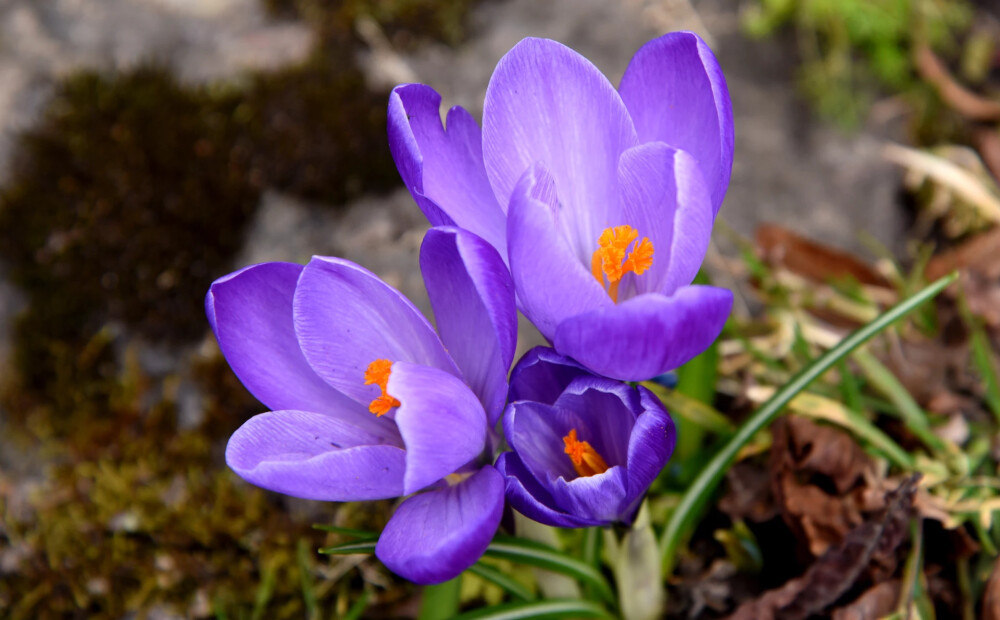 Ceturtdien gaisa temperatūra Latvijā sasniegs +8 grādus