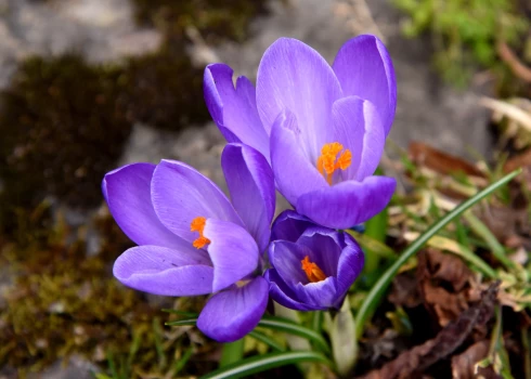 Ceturtdien Latvijā spīdēs saule, bet saglabāsies dzestrs vējš.