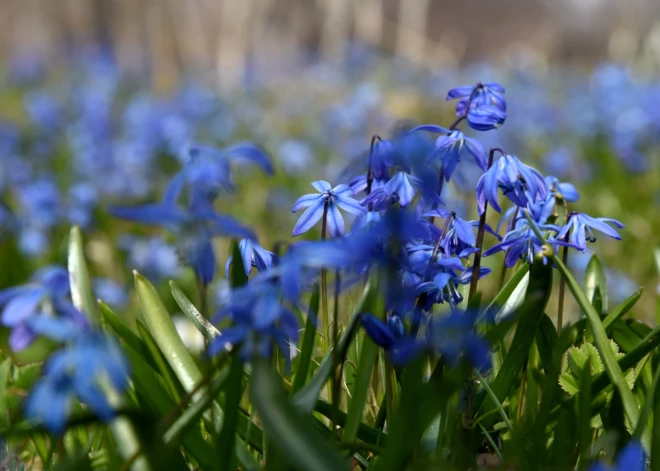 Температура воздуха в четверг не превысит +8 градусов