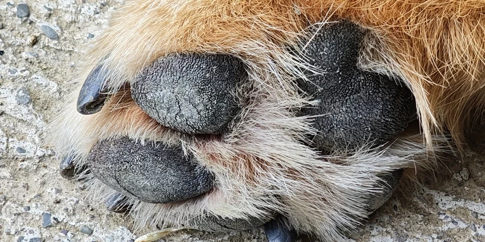 Kaimiņu konflikts pārvēršas traģēdijā: Jūrmalā nogalina suni.