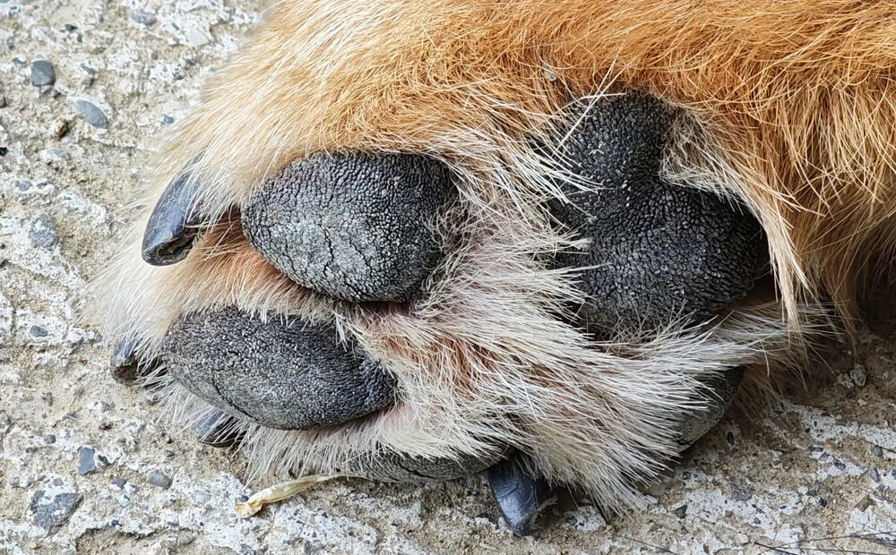 Piesiets pie staba un bezpalīdzīgs: Jūrmalā ar nazi nežēlīgi nogalina suni