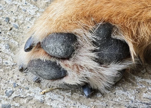 Kaimiņu konflikts pārvēršas traģēdijā: Jūrmalā nogalina suni.