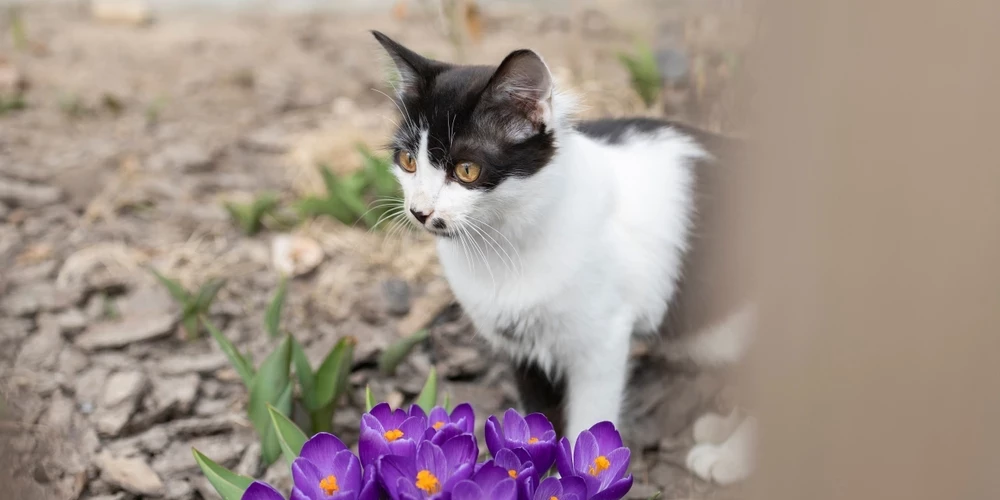 Kad kaķene vai runcis pieaug, iestājas dzimumbriedums un dzīvnieks sāk pakļauties saviem instinktiem.