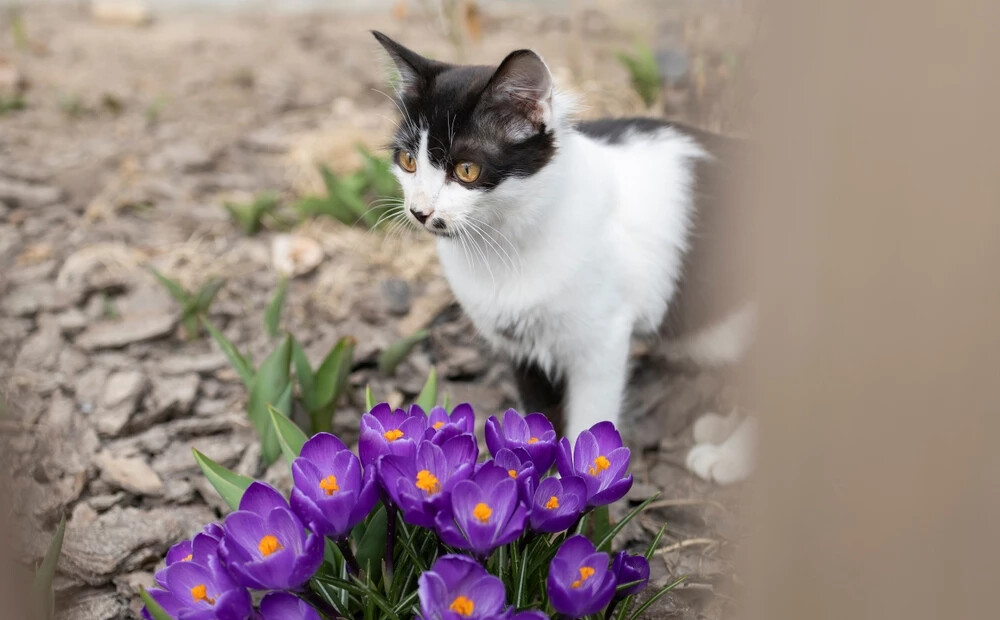 Kaķenes sāk meklēties, runči iezīmē teritoriju... Kad un kāpēc sterilizēt kaķi, skaidro veterinārārsts Ainars Kokarēvičs