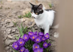 Kaķenes sāk meklēties, runči iezīmē teritoriju... Kad un kāpēc sterilizēt kaķi, skaidro veterinārārsts Ainars Kokarēvičs