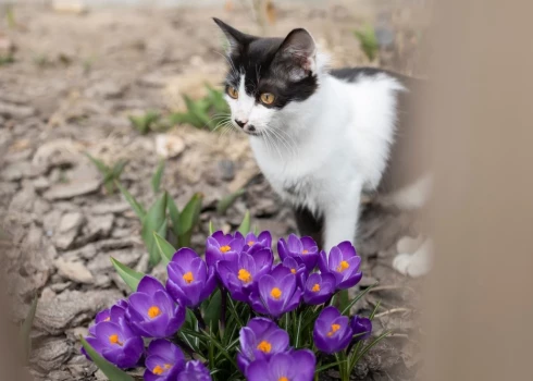 Kad kaķene vai runcis pieaug, iestājas dzimumbriedums un dzīvnieks sāk pakļauties saviem instinktiem.