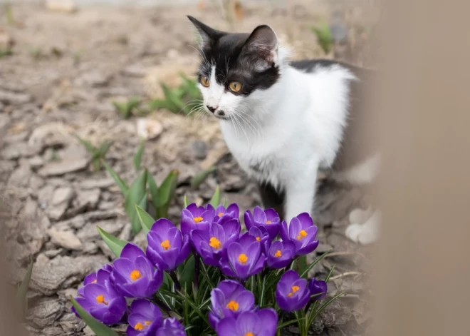 Kaķenes sāk meklēties, runči iezīmē teritoriju... Kad un kāpēc sterilizēt kaķi, skaidro veterinārārsts Ainars Kokarēvičs