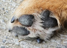 Трагедия на улице: житель Юрмалы ножом убил привязанную овчарку на глазах хозяйки