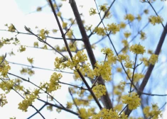 После морозной ночи в Латвии ожидается более солнечная и теплая пятница