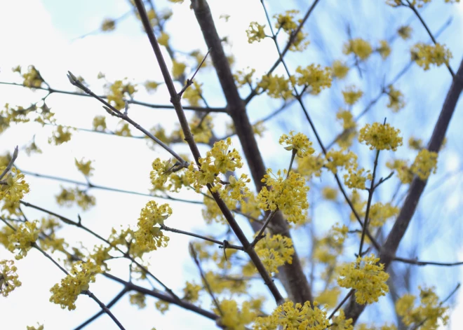 После морозной ночи в Латвии ожидается более солнечная и теплая пятница