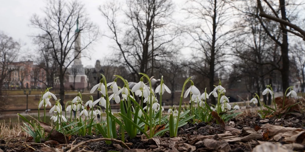 Pēc dzestras nakts gaidāma silta diena.