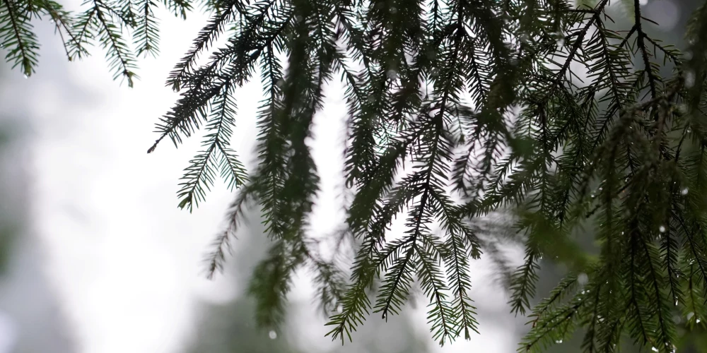 Vīrietis bija pazudis kopš pērnā gada decembra.