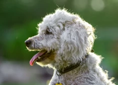 Nākamajā nedēļā Latvijā gaiss iesils līdz plus 16 grādiem