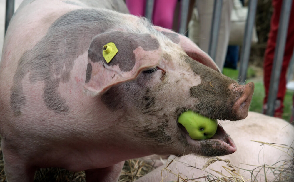 Igaunijā lietpratēji sacentīsies par balvu, mēģinot kviekt kā cūkas
