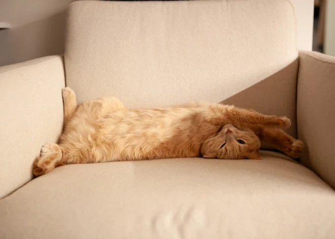 Nākamnedēļ Latvijā gaiss iesils līdz ilgi gaidītajiem +20 grādiem