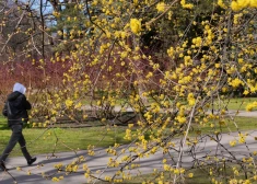 В Латвии может потеплеть до +20 уже на следующей неделе