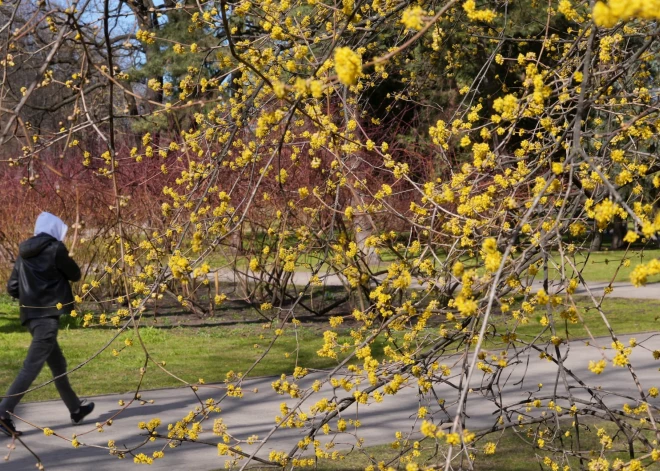 В Латвии может потеплеть до +20 уже на следующей неделе