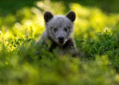 Latgalē nolaupīts lāča mazulis: vīrietim draud līdz pieciem gadiem cietumā