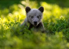 Латгалец посадил дикого медвежонка за решетку, а теперь может оказаться там сам