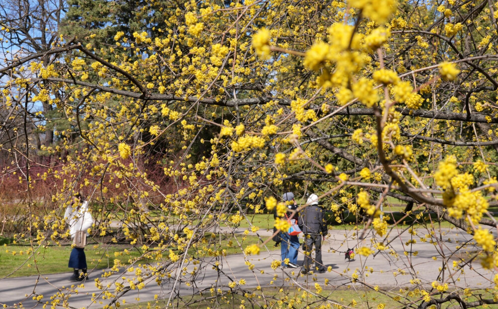 Sestdien gaisa temperatūra Latvijā pakāpsies līdz +13 grādiem