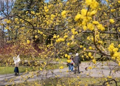 Sestdien gaisa temperatūra Latvijā pakāpsies līdz +13 grādiem