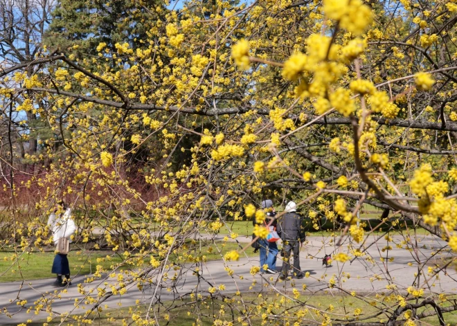 Sestdien gaisa temperatūra Latvijā pakāpsies līdz +13 grādiem