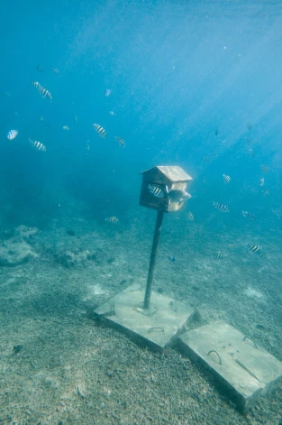 Вануату открыло первое в мире подводное почтовое отделение.