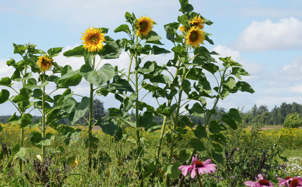 Saglabājas stabila interese par atgriešanos Kurzemē, gada sākumā no ārvalstīm uz dzīvi reģionā atgriezušies 65 cilvēki
