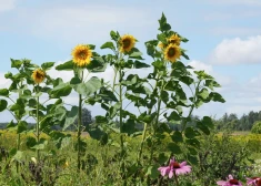 Saglabājas stabila interese par atgriešanos Kurzemē, gada sākumā no ārvalstīm uz dzīvi reģionā atgriezušies 65 cilvēki