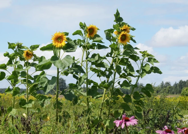 Saglabājas stabila interese par atgriešanos Kurzemē, gada sākumā no ārvalstīm uz dzīvi reģionā atgriezušies 65 cilvēki