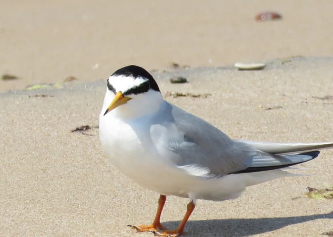Putnu ligzdošanas periodā slēdz Ķikana upes grīvu