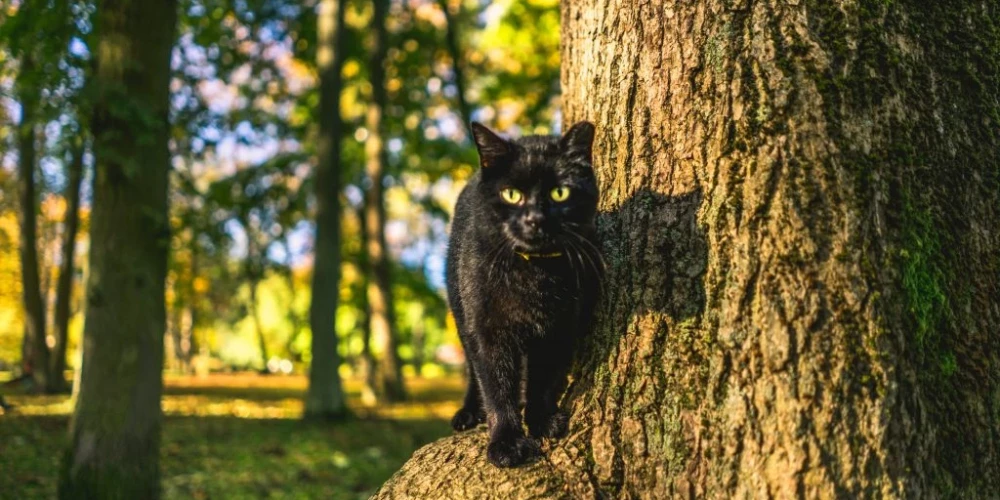 Līdz ar pavasara iestāšanos Liepājā aktualizējas bezsaimnieka kaķu vairošanās, kas var radīt gan dzīvnieku labturības, gan vides un sabiedrības veselības problēmas.