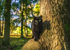 Liepājniekus aicina iesaistīties bezsaimnieka kaķu skaita ierobežošanā