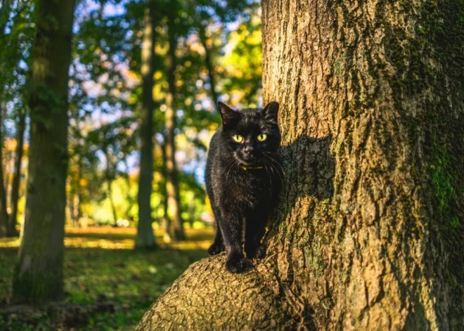 Liepājniekus aicina iesaistīties bezsaimnieka kaķu skaita ierobežošanā