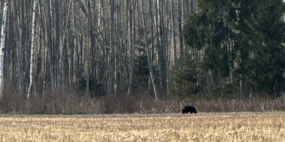 Staiceles pusē tikai dažu simtu metru attālumā no mājas pastaigājas lācis. 
