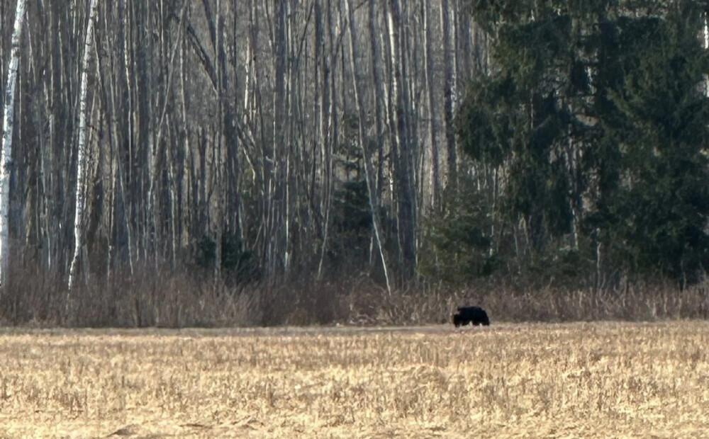 VIDEO: Staiceles pusē tikai dažu simtu metru attālumā no mājas pastaigājas lācis