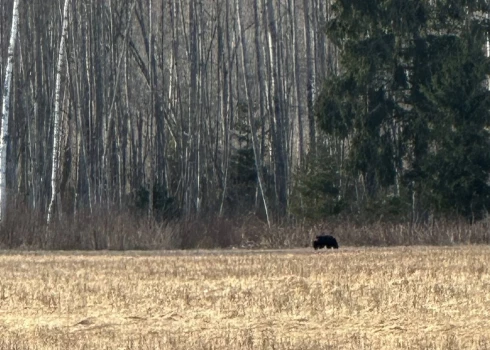 Staiceles pusē tikai dažu simtu metru attālumā no mājas pastaigājas lācis. 