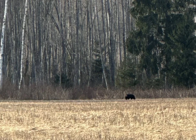 VIDEO: Staiceles pusē tikai dažu simtu metru attālumā no mājas pastaigājas lācis