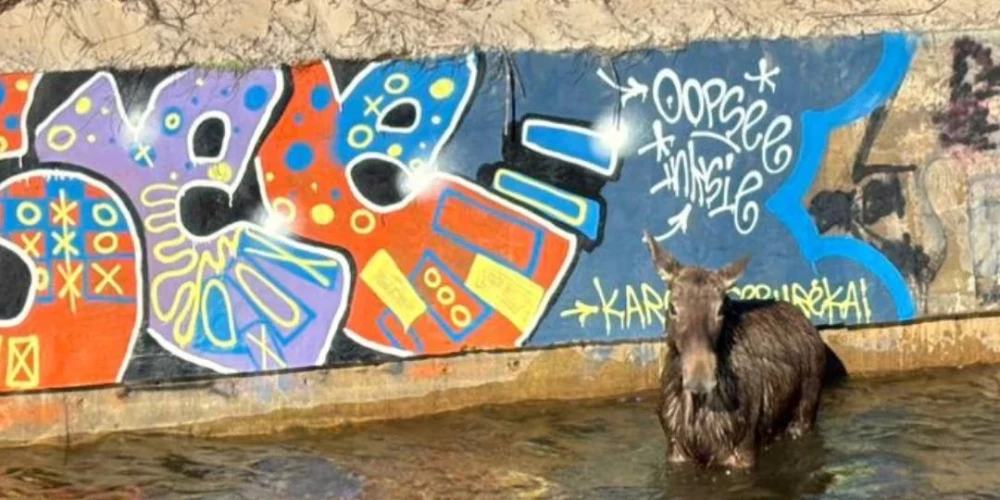 Alnis nevarēja tikt krastā, jo upes piekraste ir betonēta (foto: Rosita Makauskiene / Facebook)