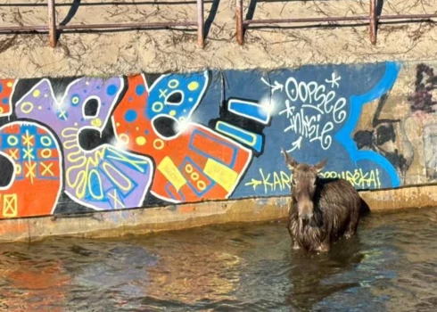 Alnis nevarēja tikt krastā, jo upes piekraste ir betonēta (foto: Rosita Makauskiene / Facebook)