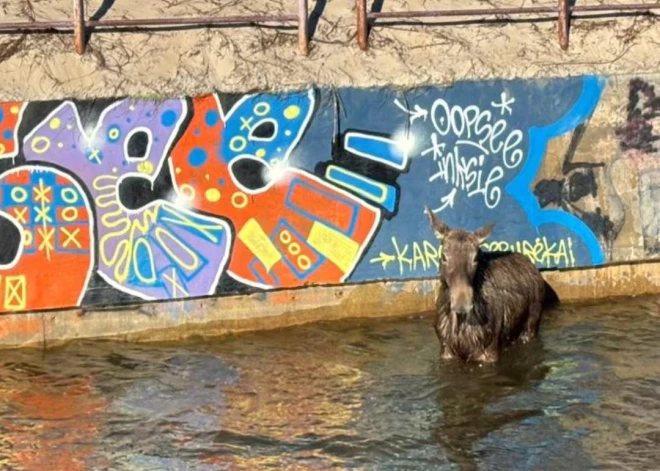 Palangā glābj alni, kurš nevarēja izkļūt no upes
