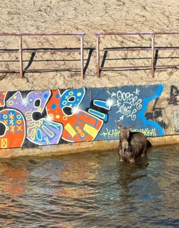 Alnis nevarēja tikt krastā, jo upes piekraste ir betonēta (foto: Rosita Makauskiene / Facebook)