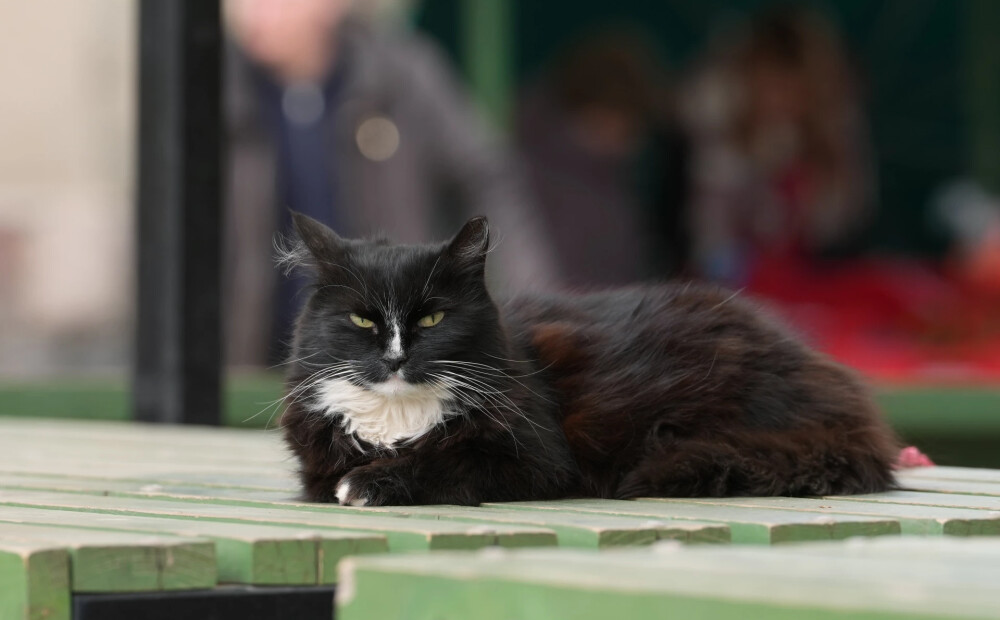 Sestdien būs pārsvarā saulains un mēreni silts