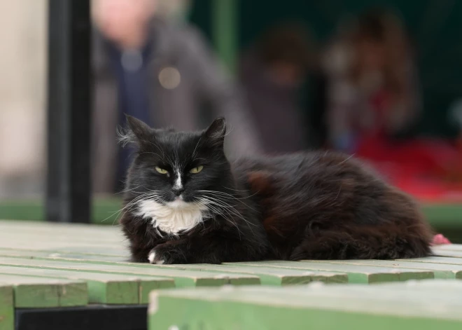 Sestdien būs pārsvarā saulains un mēreni silts