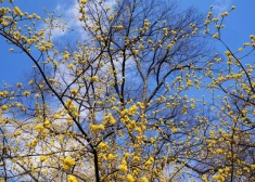 Солнце, слабый ветер и до +14 градусов: какой будет воскресная погода в Латвии