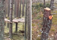 Игры на природе хороши, пока не наносят вред самой природе!