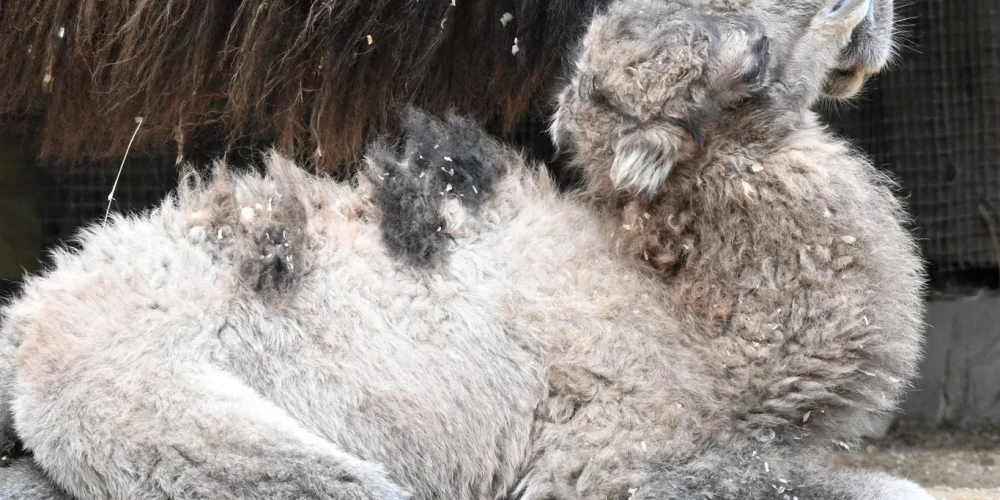 Rīgas zoodārzā dzimusī kamieļu mazulīte nosaukta par Austru. 